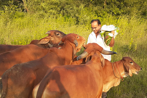 Help Hanuman Ashram Gaushala build home for our Gau Mata