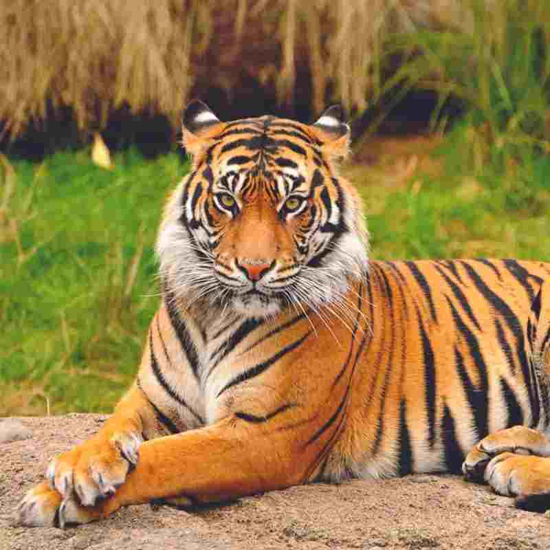 Bengal Tiger Filaantro crowdfunding platform