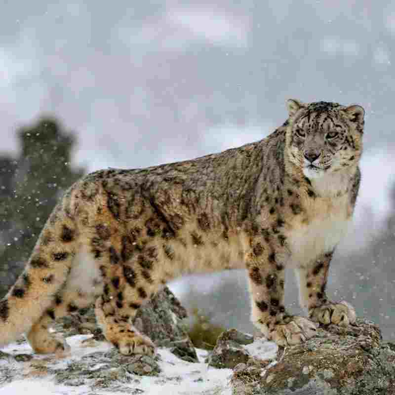 Snow Leopard Filaantro crowdfunding platform
