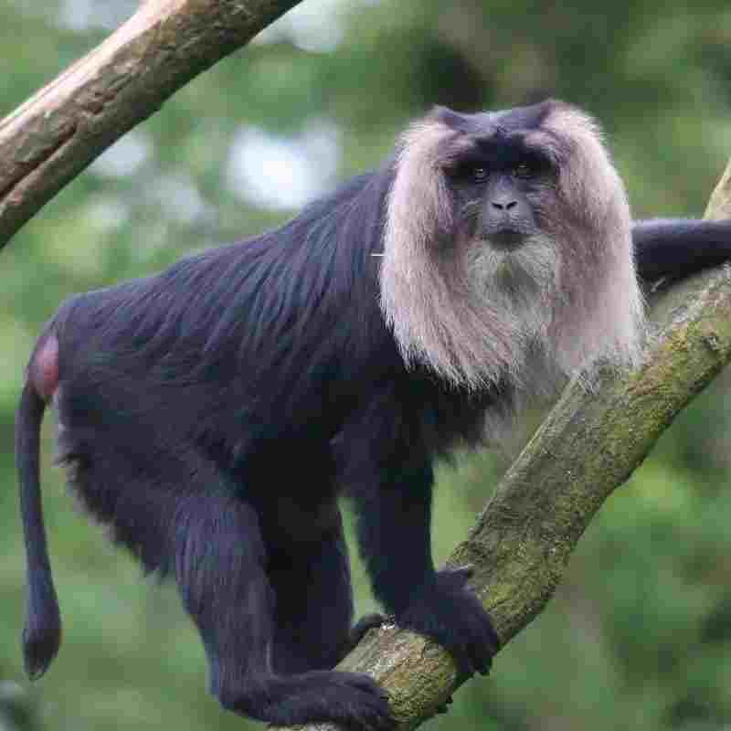 Lion-Tailed Macaque crowdfunding platform