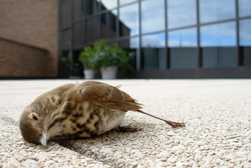 Bird Collisions Filaantro