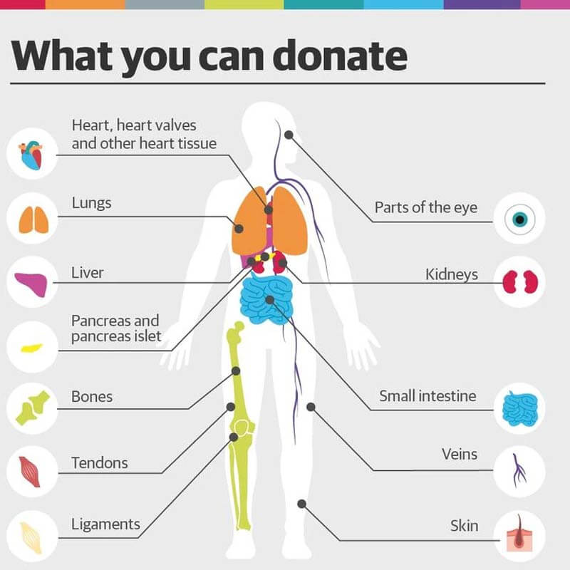 which organs you can donate