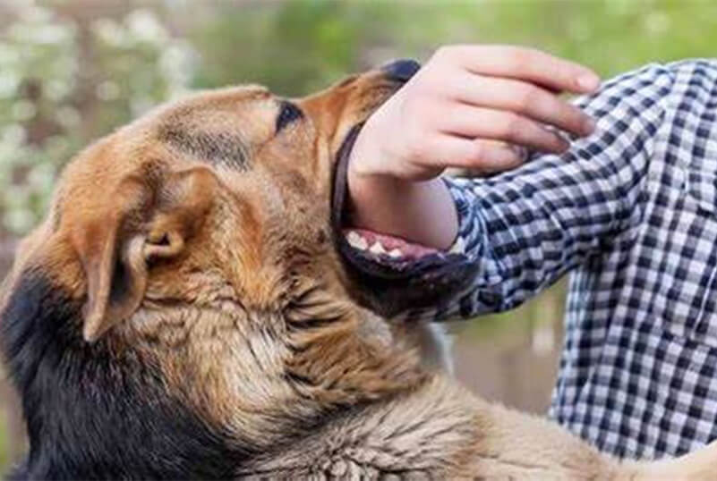 A German Shepherd Dog biting a man’s hand