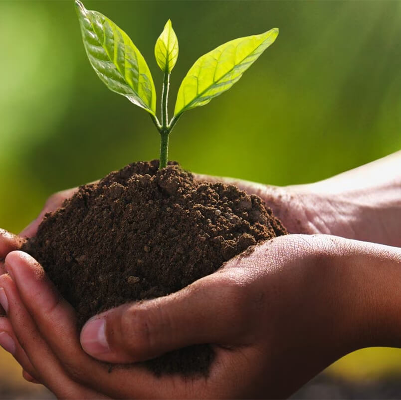 An image of a hand holding soil and a sapling