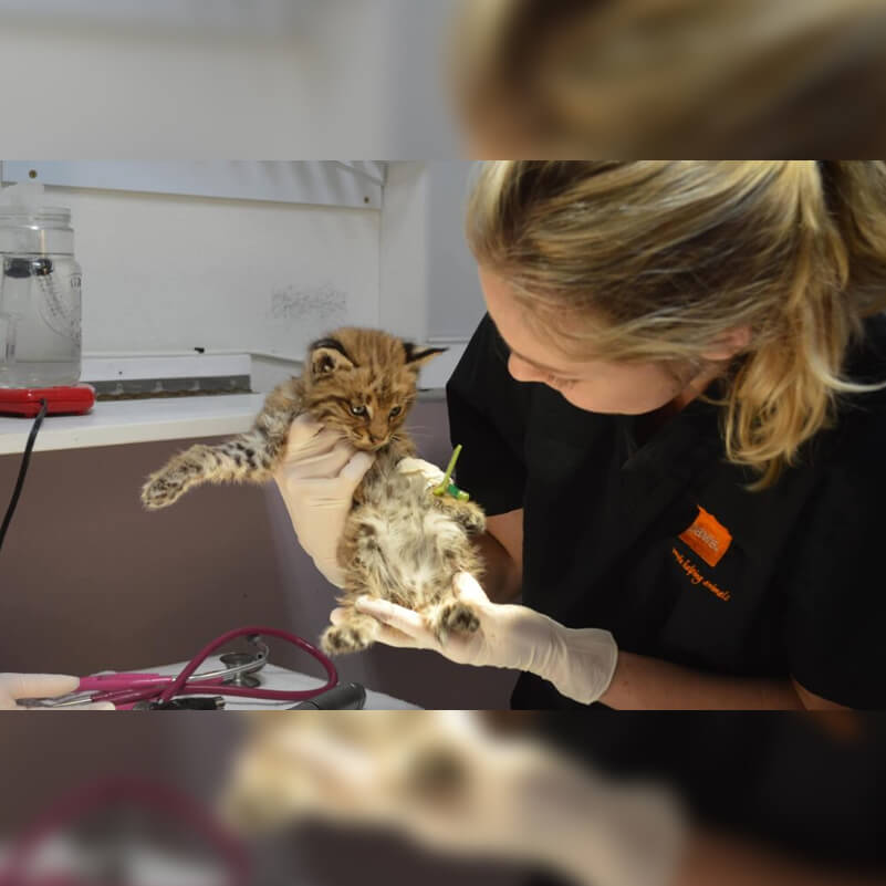 Animal Rehabilitation Filaantro