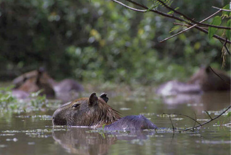 Capybaras in Wetland Filaantro