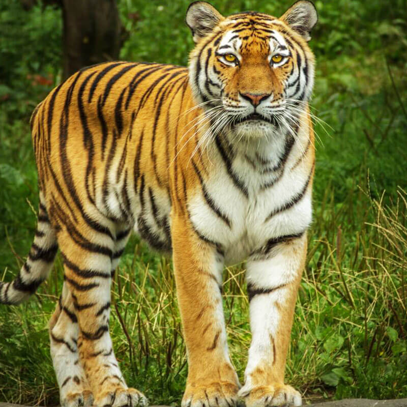 The Royal Bengal Tiger of India Filaantro