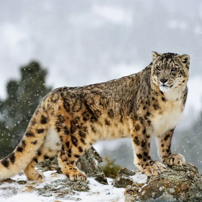 The Snow Leopard Filaantro