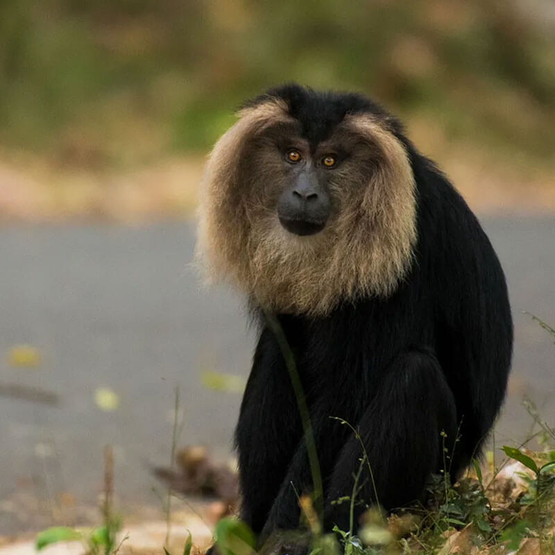 Macaque Lion-Tailed Filaantro