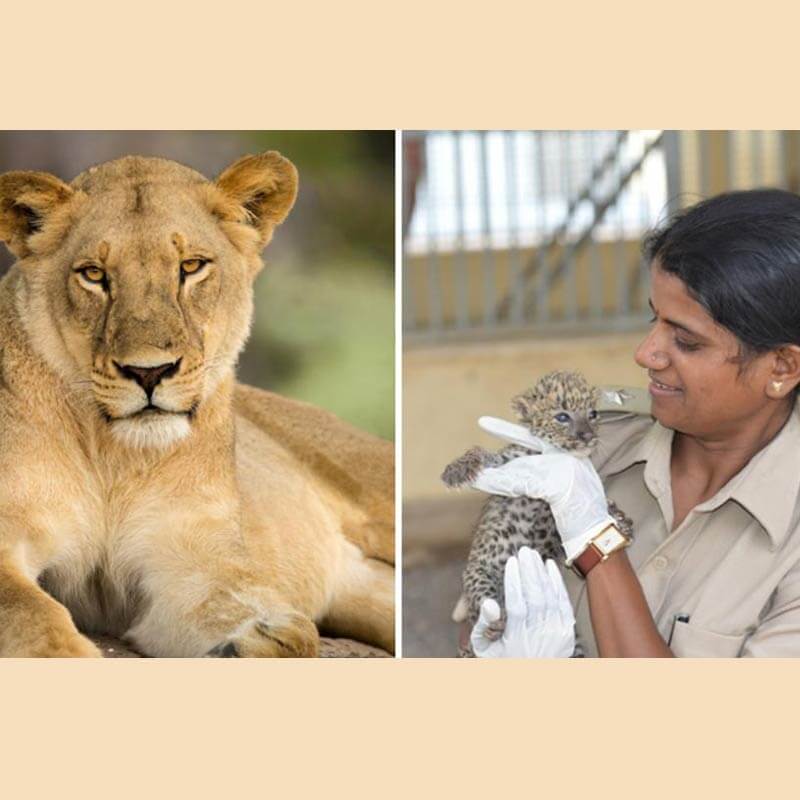 Conservation of Lions Filaantro