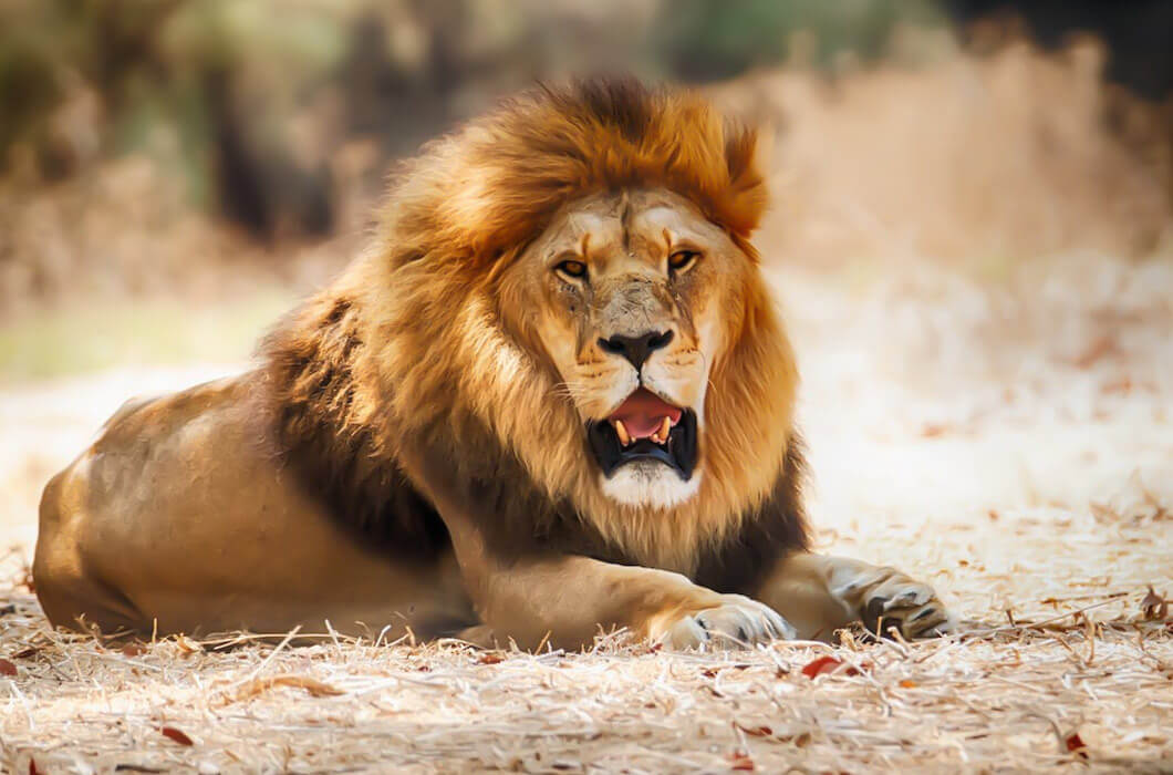 World Lion Day: Significance and Conservation of the King of the Jungle